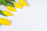 Fototapeta Tulipany - yellow tulips lying on white surface frame