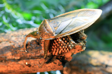 Sticker - Giant water bug (Lethocerus deyrollei) in Japan