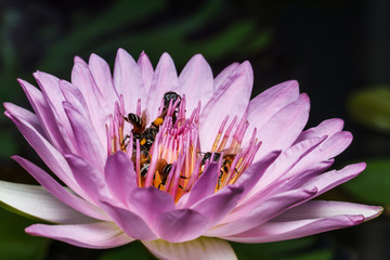 Wall Mural - bee on beautiful lotus