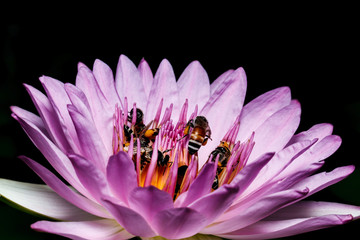 Wall Mural - bee on beautiful lotus