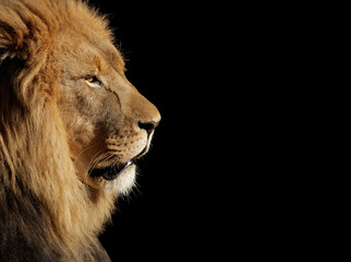 Wall Mural - male african lion on black
