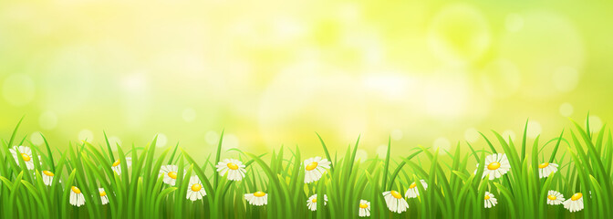 Wall Mural - Spring sunny meadow with green grass and daisies