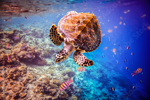 Obraz Dibond Hawksbill Turtle - Eretmochelys imbricata