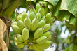 © eaglesky - Bunch of green bananas on tree