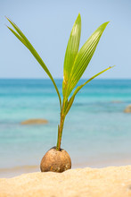 A Seed Of A Palm Tree ( Coconut ) Growing On Beautiful Beach.