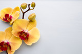 Fototapeta Storczyk - Yellow orchid.