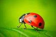 Ladybug and Leaf