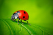 © seecreateimages - Ladybug and Leaf