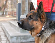 © ann0306 - Head of a dog German shepherd