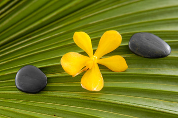 Yellow orchid and zen stones on palm leaf