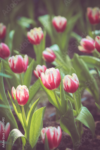 Naklejka - mata magnetyczna na lodówkę Tulip flower spring in vintage retro tone