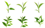 Fototapeta Mapy - Green tea leaf isolated on white background