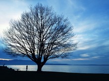 Tree Silhoutte At Dusk By The Water