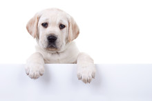 Puppy Dog Holding Sign Or Banner Isolated
