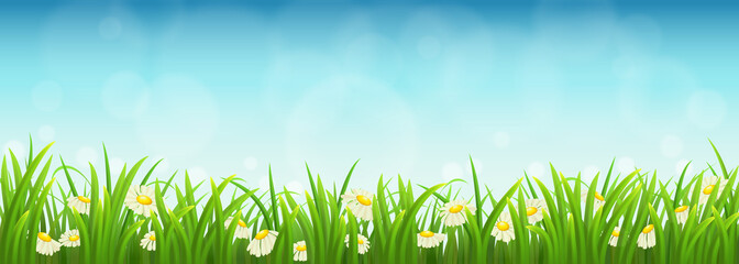 Wall Mural - Fresh green grass, daisies and blue sky, vector illustration