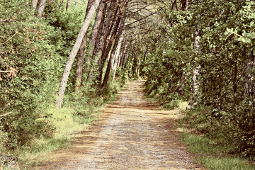 Poster - Road in Forest