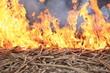 © lzf - beautiful burning fire flames