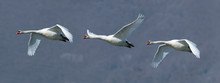 Flock Of Three Mute Swans In Flight
