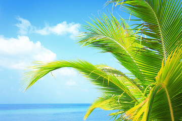 Palm tree sea view. Thailand, Koh Samui island.