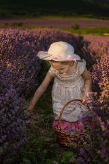 Wall Mural - child harvesting lavender, holding a basket in a lavender field