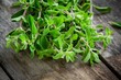 bunch of raw green herb marjoram on a wooden table