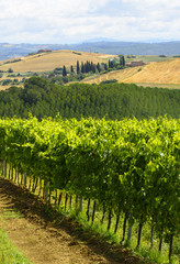 Wall Mural - Crete Senesi (Tuscany, Italy)