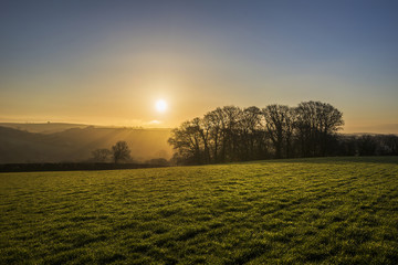 Wall Mural - sunrise in cornish fields with silhouetted trees