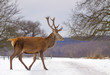 Red deer at winter, London, UK