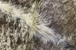 © mpodrucki - Cow hide furry leather texture