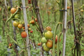 tomatoes on farming plantation in agriculture land