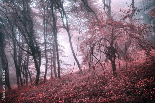 Obraz w ramie Mysterious spring forest in fog with pink leaves and red flowers