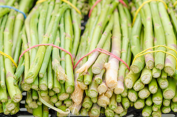 Wall Mural - Green asparagus