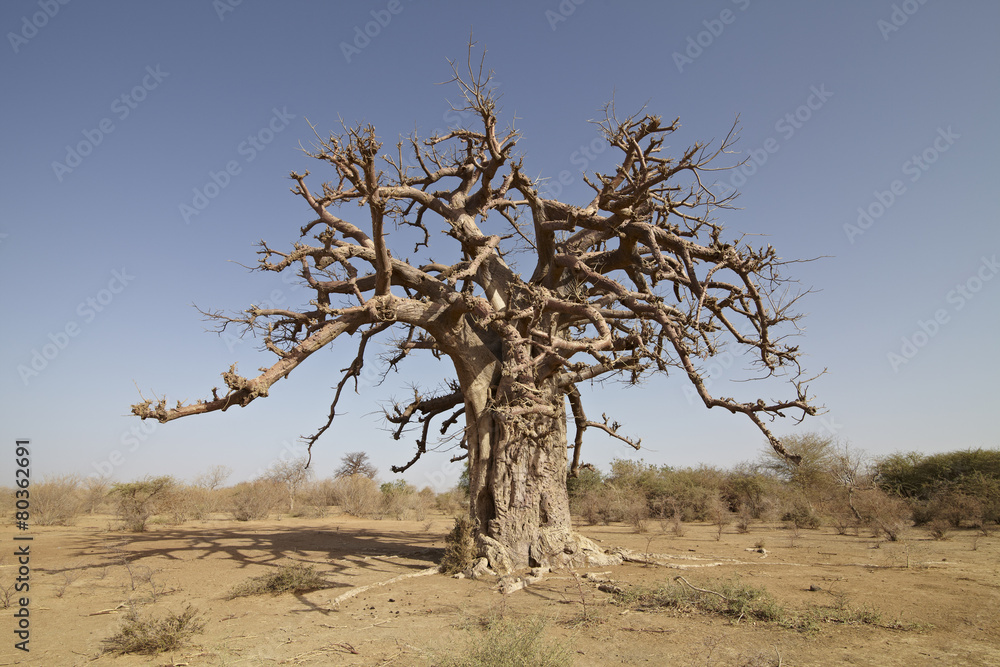 bao bao baobao tree in africa savanna Stock Photo | Adobe Stock