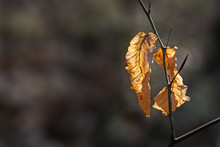 Dry Leaves On A Twig Of A Beech Tree