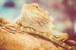 © UMB-O - bearded dragon - pogona vitticeps