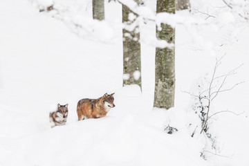 portrait grey wolf in the snow