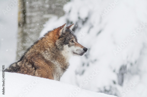 Платно  portrait grey wolf in the snow