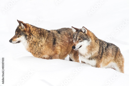 фотография  portrait grey wolf in the snow