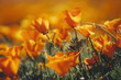 © Mint Images - A naturalised crop of the vivid orange flowers, the California poppy, Eschscholzia californica, flowering, in the Antelope Valley California poppy reserve. Papaveraceae.