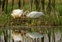 Pair Of Mute Swan By The Nest