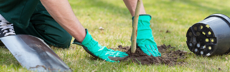 Planting a tree