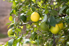 Yellow And Green Lemons Growing On The Tree.
