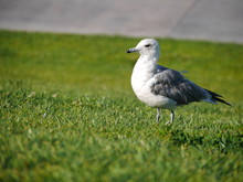 Seagull Walking At Green Grass
