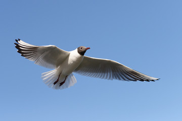 Wall Mural - Black-headed Gull, Chroicocephalus ridibundus