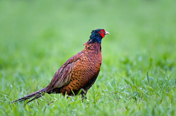 Wall Mural - Common pheasant