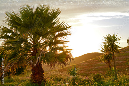 Fotografie, Obraz Palm tree in a mediterranean landscape in the evening sun