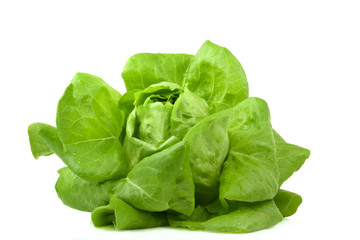 Fresh butterhead salad isolated on white background