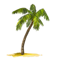 palm tree vector illustration  hand drawn  painted watercolor