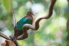 Emerald Dove Resting On The Branch