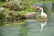 White Duck In The Pond